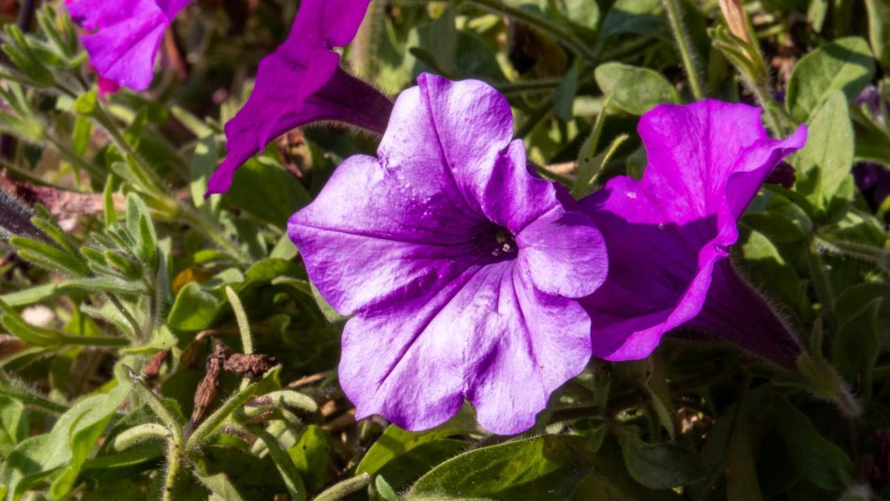 فندق كافيه بنسيون ألبينا إنسبروك المظهر الخارجي الصورة